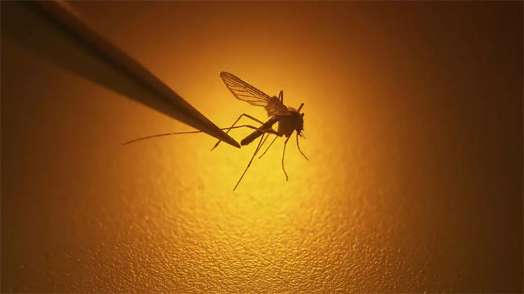 Chikungunya virus outbreak kills six on France's Runion Island
