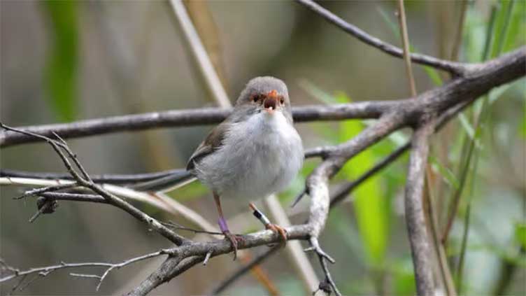 Birds have personality, they express it through song